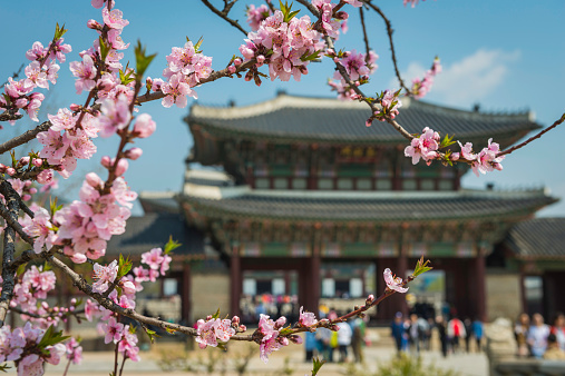 Vibrant spring pink cherry blossom framing temple pagoda Seoul Korea