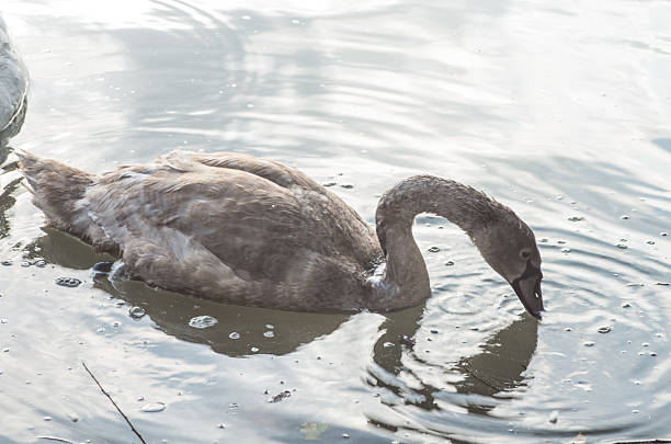 istock swan in the pond 534083943