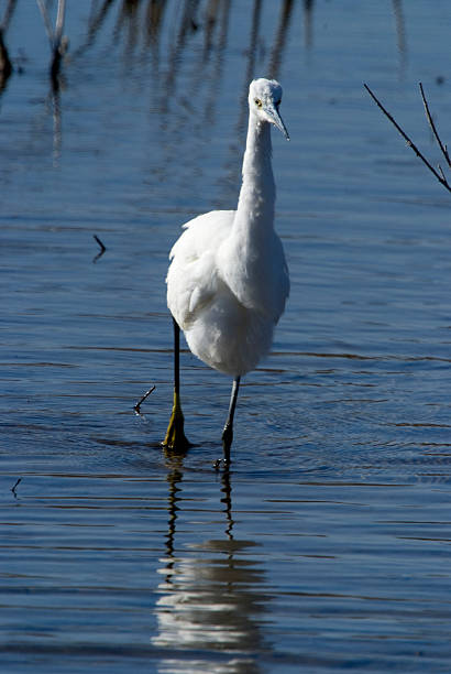 istock Little Egret (Egretta garzetta) in the National Park. 534084215