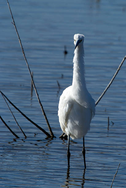 Little Egret (Egretta garzetta) in the National Park.