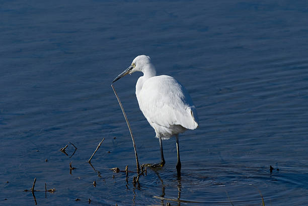 istock Little Egret (Egretta garzetta) in the National Park. 534086367