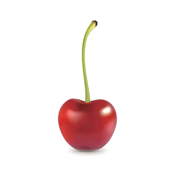 Vector illustration of Cherry