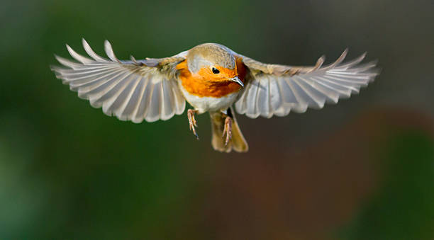 robin survoler en vol - ailes déployées photos et images de collection