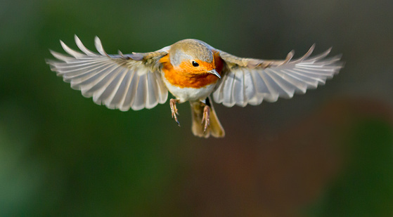 Flying hovering robin with wings out against a natural background.