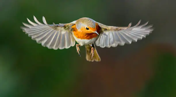 Photo of Robin hovering mid flight