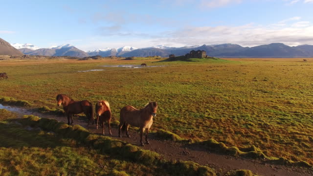 AERIAL Icelandic horses on the pasture