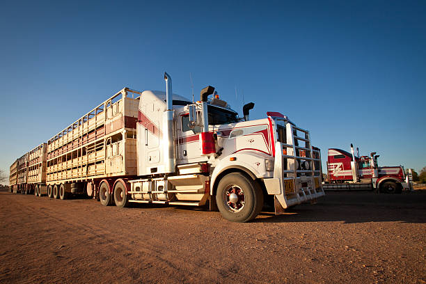 istock Road Train Cattle Trucks of Outback Australia 534096665
