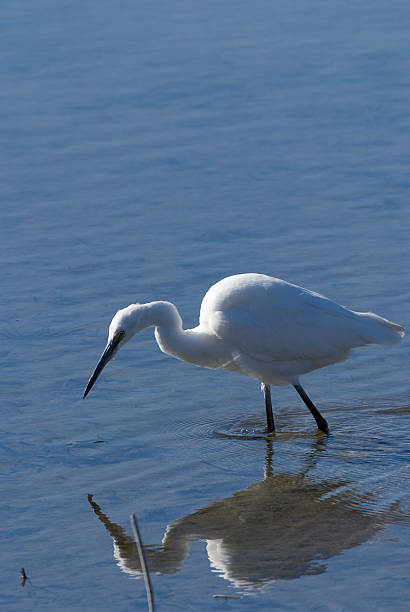 istock Little Egret (Egretta garzetta) in the National Park. 534096891