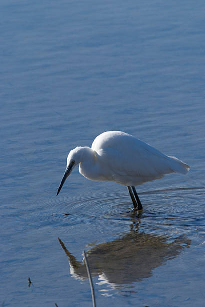istock Little Egret (Egretta garzetta) in the National Park. 534096893