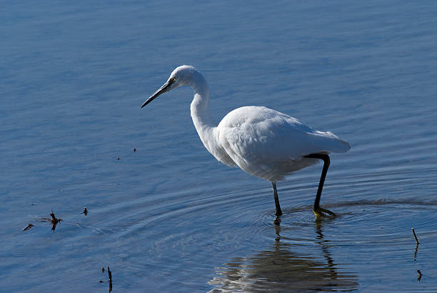 istock Little Egret (Egretta garzetta) in the National Park. 534096895