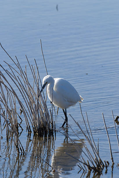 Little Egret (Egretta garzetta) in the National Park.