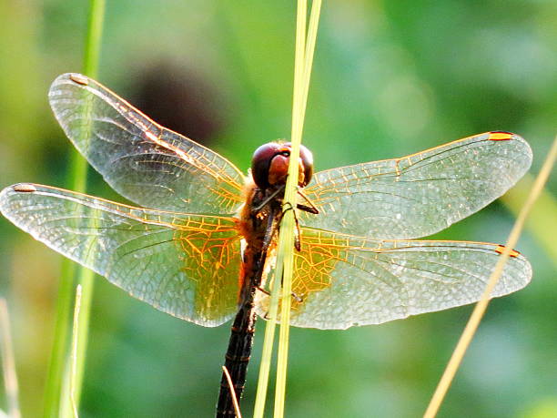 Insect of the steppes stock photo