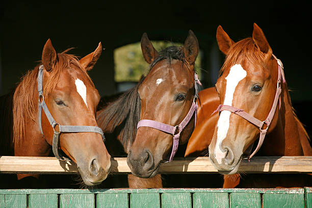istock Beautiful mares watching at the barn gate. Horse heads 534097735