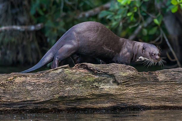 istock Giant otter standing on log in peruvian Amazon jungle 534098325