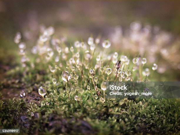 Closeup Of Dewdrops On Moss Head Stock Photo - Download Image Now - 2015, Dew, Drop