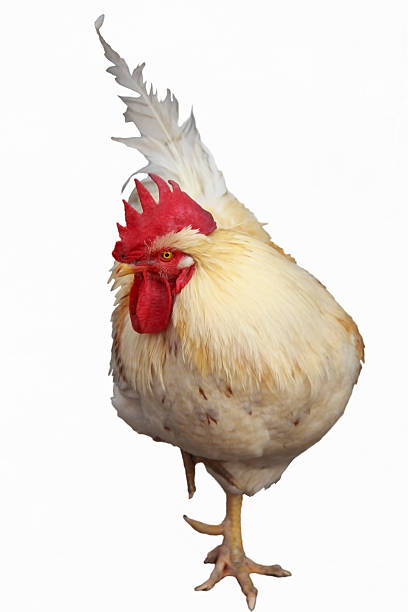 istock Close up of a rooster 534099351