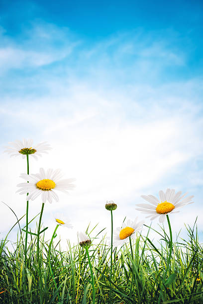 spring wiese mit gänseblümchen - daisy marguerite flower grass stock-fotos und bilder