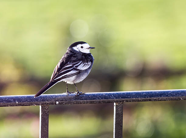 istock Pied Wagtail bird sat on railing with garden behind 534101639
