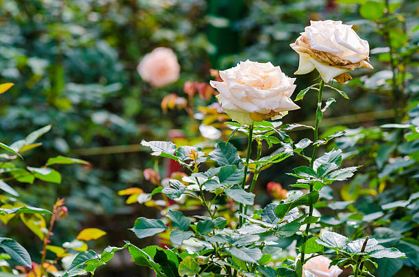 istock Close up of beautiful white roses 534102319