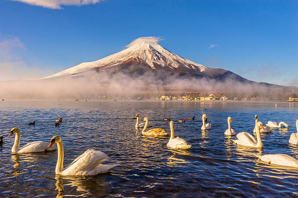 富士山ます。 - swan bird water fog ストックフォトと画像