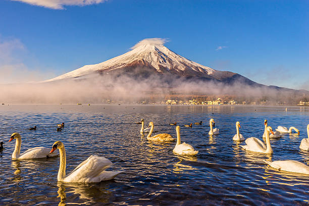 끼우개 푸지 일본용. - swan bird water fog 뉴스 사진 이미지