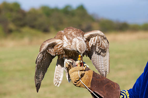 istock Falcon eats chicken meat sitting at man's arm. 534104139