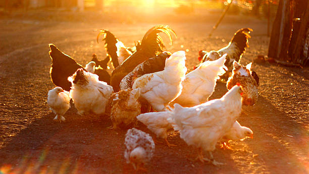 Chickens feeding on a Karoo farm stock photo