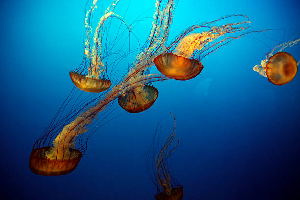 água-viva - box jellyfish - fotografias e filmes do acervo