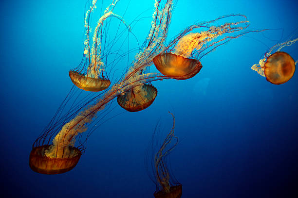 медуза - box jellyfish стоковые фото и изображения