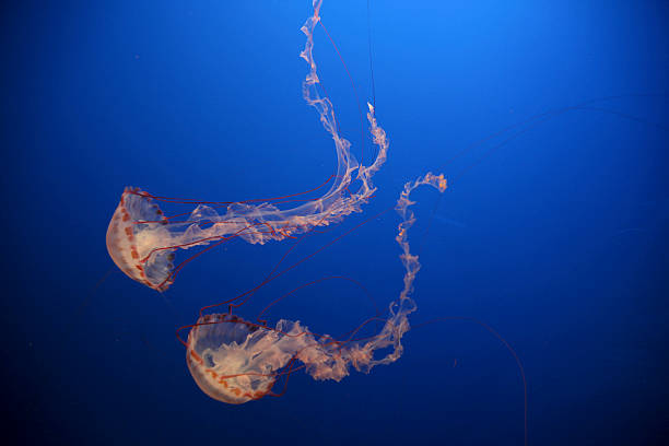água-viva - box jellyfish - fotografias e filmes do acervo