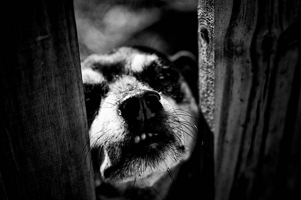 istock vicious looking dog peering through fence 534106575