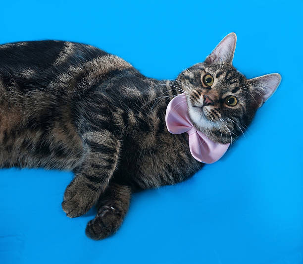 istock Tabby kitten teenager lying on blue 534106627