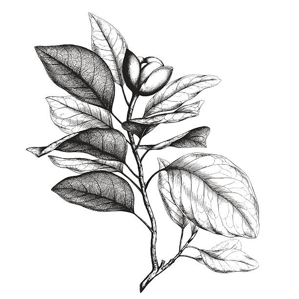 Ancient style engraving or etching of magnolia talauma