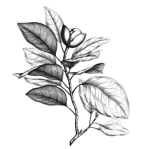 Magnolia engraving Ancient style engraving or etching of magnolia talauma pencil drawing illustrations stock illustrations