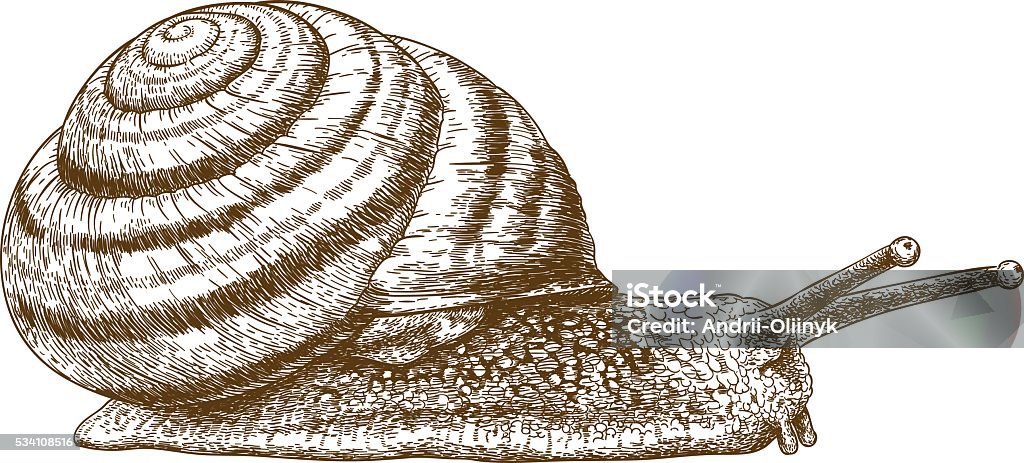 engraving illustration of snail Vector antique engraving illustration of snail isolated on white background Escargot stock vector