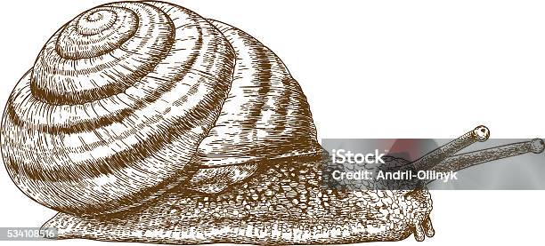 Engraving Illustration Of Snail Stock Illustration - Download Image Now - Escargot, Engraved Image, Engraving