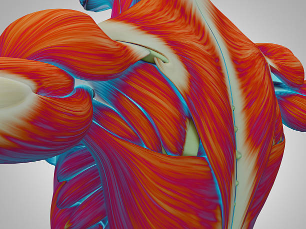 istock Human anatomy shoulder and back. 3d illustration. 534108874