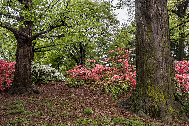 istock Spring scene Central Park, New York City 534109044