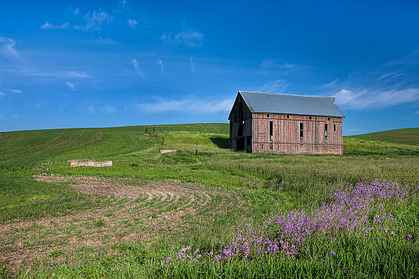 istock Old barn in green field. 534109172