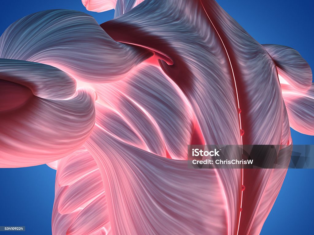 Anatomía humana hombro y espalda. Ilustración 3d. - Foto de stock de Anatomía libre de derechos