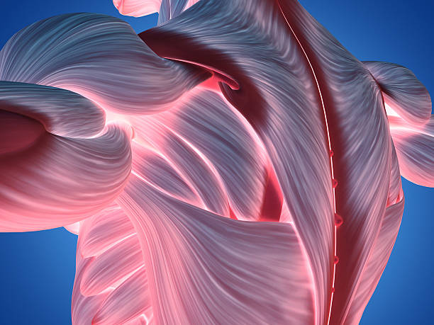 istock Human anatomy shoulder and back. 3d illustration. 534109224
