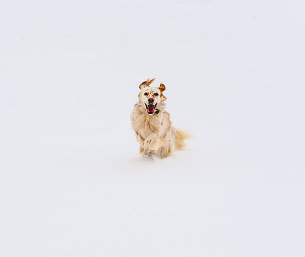 istock dog running on snow covered field 534109242