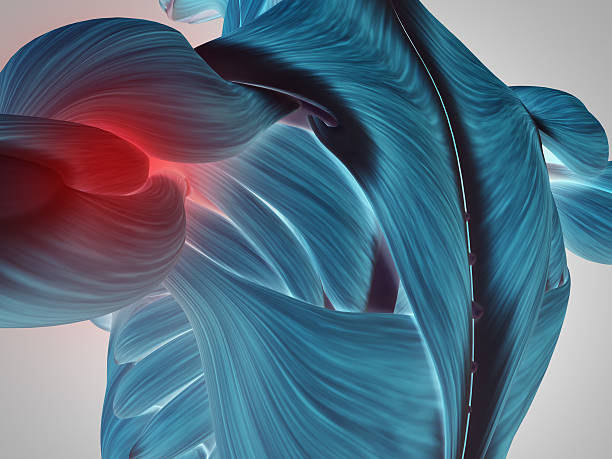 istock Human anatomy shoulder and back. 3d illustration. 534109448
