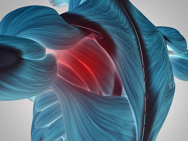 istock Human anatomy shoulder and back. 3d illustration. 534109540