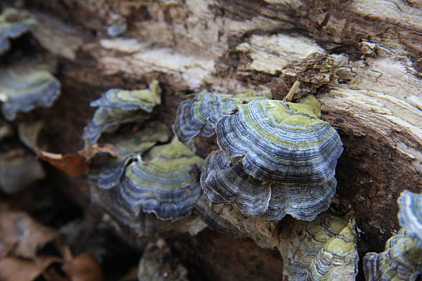 istock Turkey tail fungus, Trametes versicolor 534109618