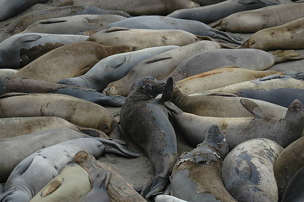 istock Seals relaxing at the beach 534109662