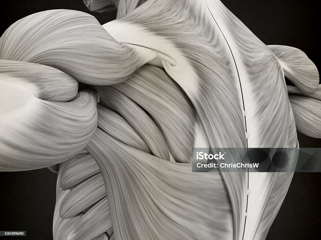 Human anatomy shoulder and back. 3d illustration. Anatomy Stock Photo