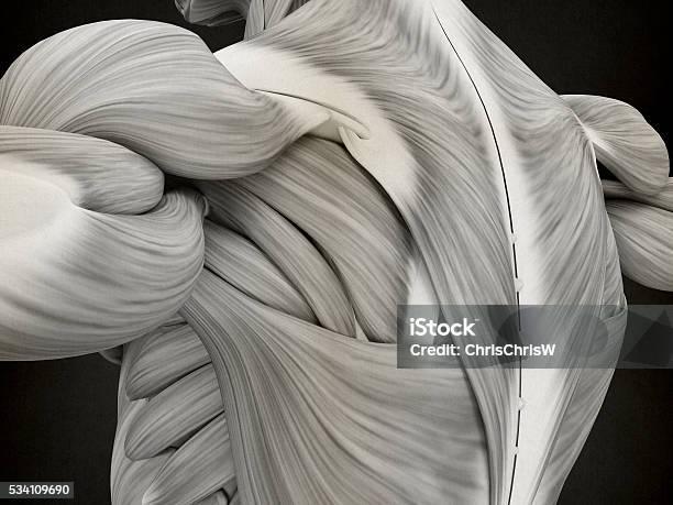Human Anatomy Shoulder And Back 3d Illustration Stock Photo - Download Image Now - Anatomy, Back, Behind