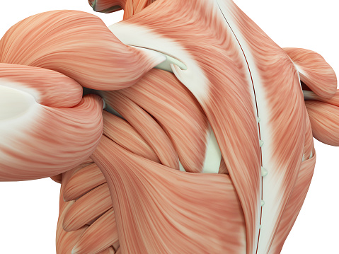 Anatomía humana hombro y espalda. Ilustración 3d. photo