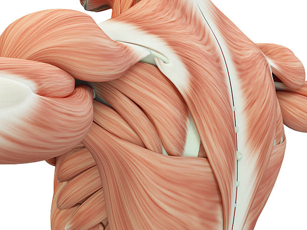 anatomía humana hombro y espalda. ilustración 3d. - deltoid fotografías e imágenes de stock